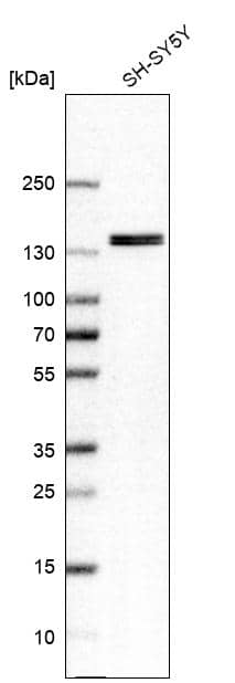 TFII-I Antibody - BSA Free Western Blot: TFII-I Antibody - BSA Free [NBP1-90010]