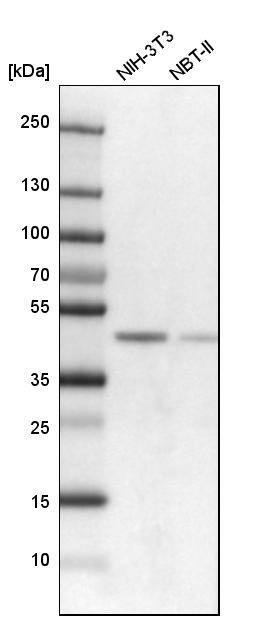 SNF5 Antibody - BSA Free Western Blot: SNF5 Antibody - BSA Free [NBP1-90013]