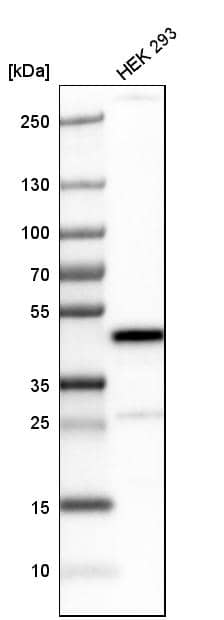 SNF5 Antibody - BSA Free Western Blot: SNF5 Antibody - BSA Free [NBP1-90014]