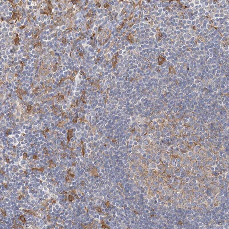 Cyclin J Antibody - BSA Free Immunohistochemistry-Paraffin: Cyclin J Antibody - BSA Free [NBP1-90019]