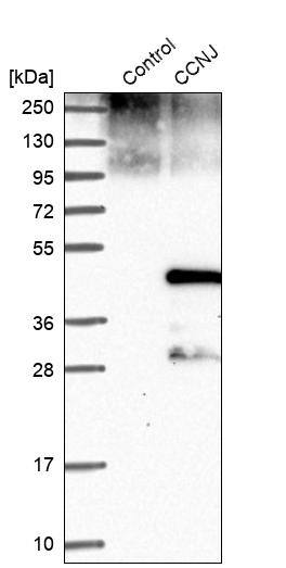 Cyclin J Antibody - BSA Free Western Blot: Cyclin J Antibody - BSA Free [NBP1-90019]