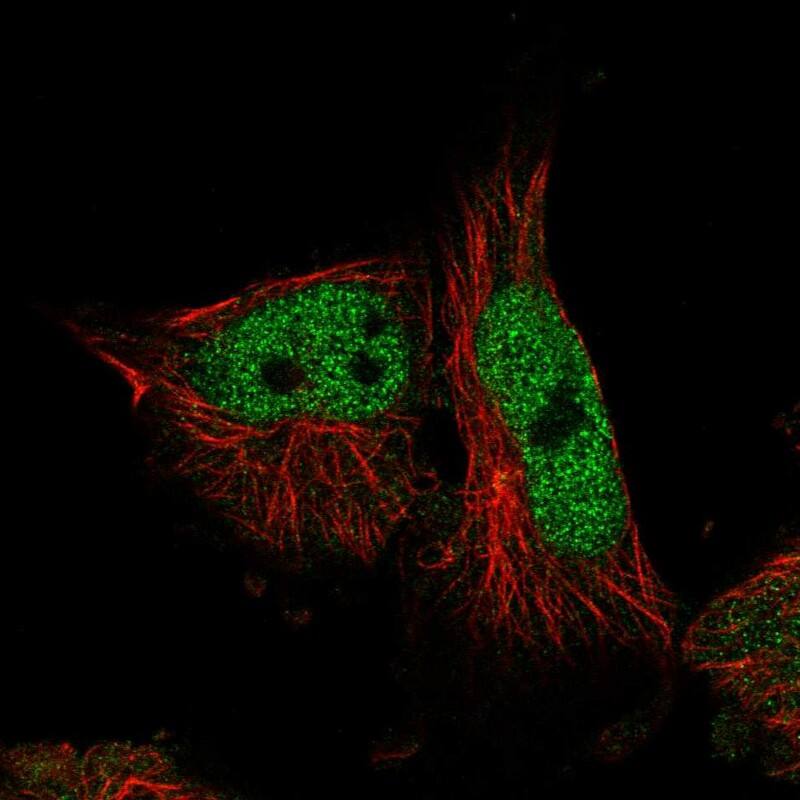 Glutaredoxin 2 Antibody - BSA Free Immunocytochemistry/ Immunofluorescence: Glutaredoxin 2 Antibody - BSA Free [NBP1-90040]