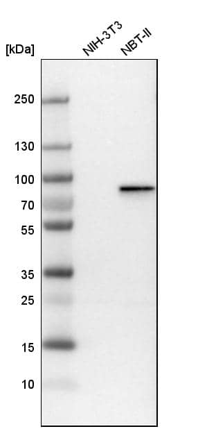 Plakophilin 1 Antibody - BSA Free Western Blot: Plakophilin 1 Antibody - BSA Free [NBP1-90042]