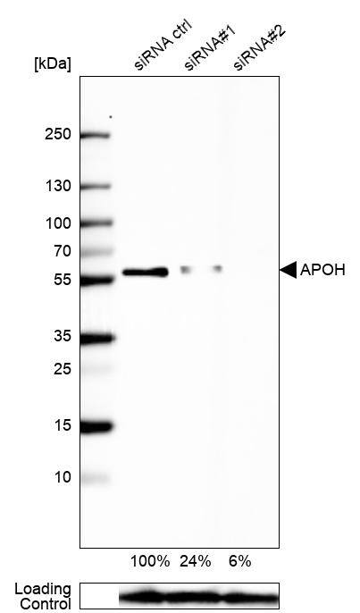 Apolipoprotein H/ApoH Antibody - BSA Free Western Blot: Apolipoprotein H/ApoH Antibody - BSA Free [NBP1-90045]