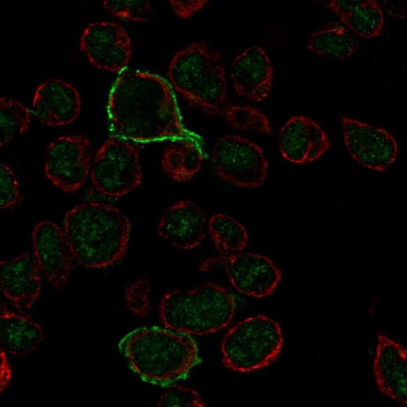 CD20 Antibody - BSA Free Immunocytochemistry/ Immunofluorescence: CD20 Antibody [NBP1-90051]