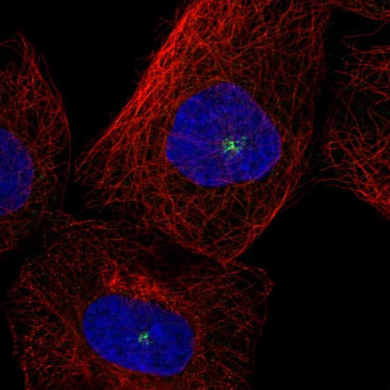 AZ1 Antibody - BSA Free Immunocytochemistry/ Immunofluorescence: AZ1 Antibody - BSA Free [NBP1-90053]