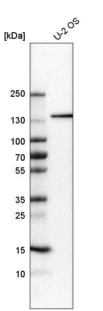 AZ1 Antibody - BSA Free Western Blot: AZ1 Antibody - BSA Free [NBP1-90053]