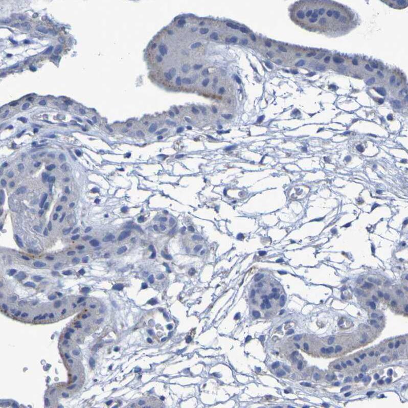 Contactin-2/TAG1 Antibody - BSA Free Immunohistochemistry: Contactin-2/TAG1 Antibody - BSA Free [NBP1-90054]