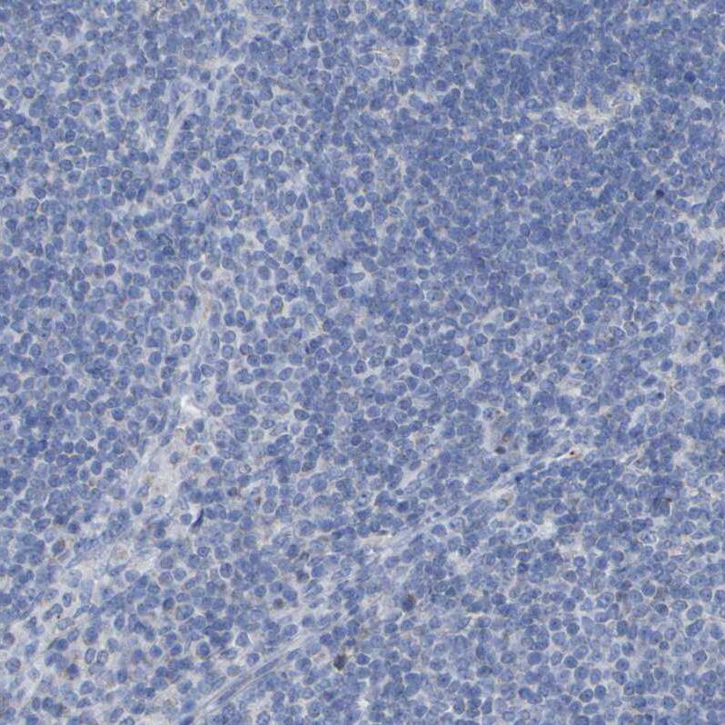 Contactin-2/TAG1 Antibody - BSA Free Immunohistochemistry: Contactin-2/TAG1 Antibody - BSA Free [NBP1-90054]