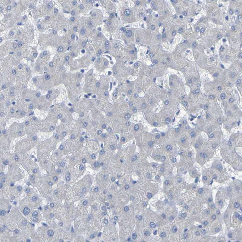 Contactin-2/TAG1 Antibody - BSA Free Immunohistochemistry: Contactin-2/TAG1 Antibody - BSA Free [NBP1-90054]