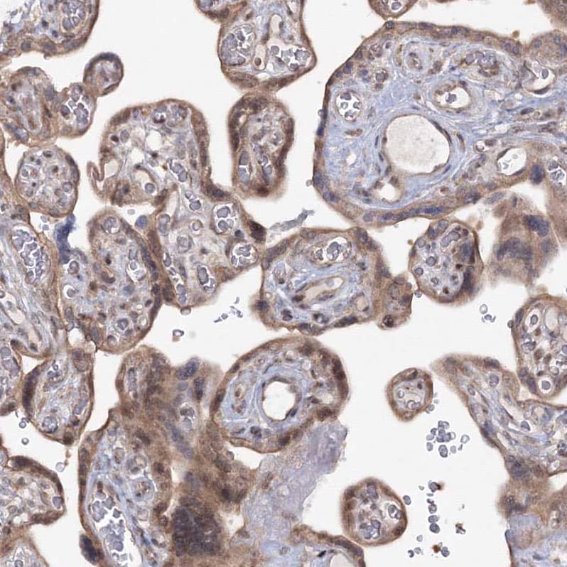 ZA20D3 Antibody - BSA Free Immunohistochemistry: ZA20D3 Antibody - BSA Free [NBP1-90060]