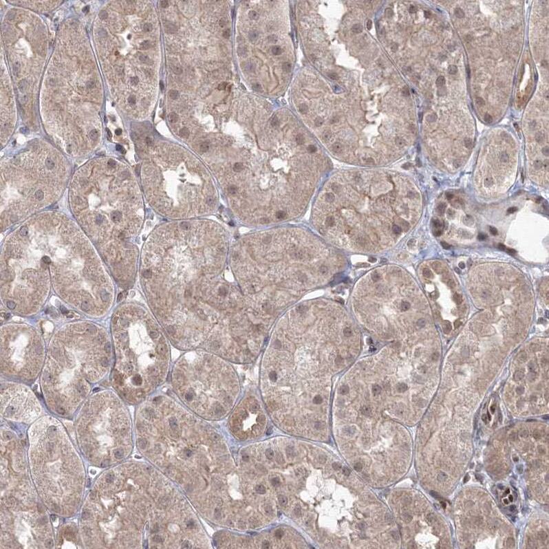 ZA20D3 Antibody - BSA Free Immunohistochemistry: ZA20D3 Antibody - BSA Free [NBP1-90060]