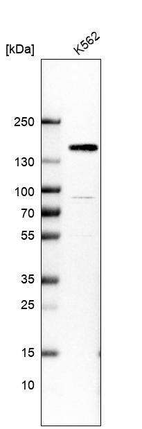 Ataxin-2 Antibody - BSA Free Western Blot: Ataxin-2 Antibody - BSA Free [NBP1-90064]