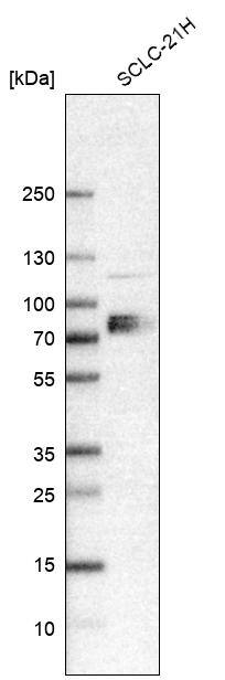 CAT1 Antibody - BSA Free Western Blot: CAT1 Antibody - BSA Free [NBP1-90066]
