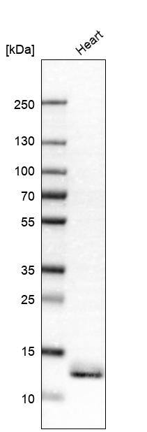 ATPase Inhibitory Factor 1 Antibody - BSA Free Western Blot: ATPase Inhibitory Factor 1 Antibody - BSA Free [NBP1-90069]
