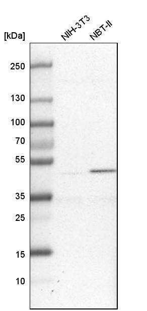 XAB1 Antibody - BSA Free Western Blot: XAB1 Antibody - BSA Free [NBP1-90072]