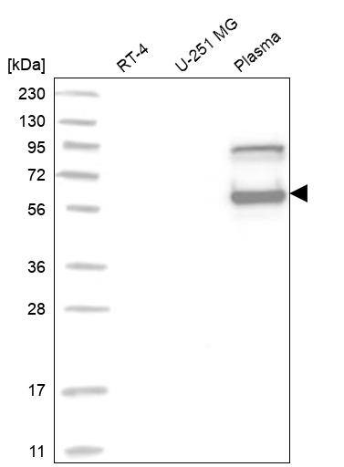 Serpin C1/Antithrombin-III Antibody - BSA Free Western Blot: Serpin C1/Antithrombin-III Antibody - BSA Free [NBP1-90077]
