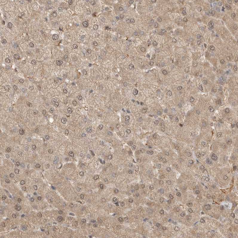 TUG Antibody - BSA Free Immunohistochemistry: TUG Antibody - BSA Free [NBP1-90079]