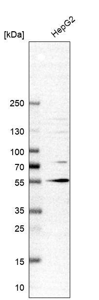 TUG Antibody - BSA Free Western Blot: TUG Antibody - BSA Free [NBP1-90079]