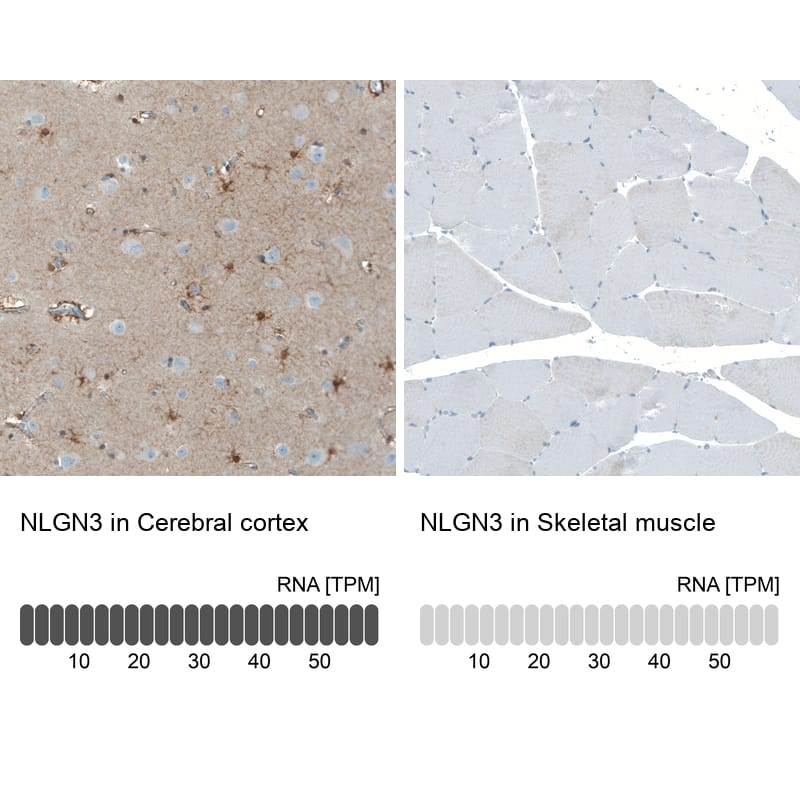 Neuroligin 3/NLGN3 Antibody - BSA Free Immunohistochemistry: Neuroligin 3/NLGN3 Antibody - BSA Free [NBP1-90080]