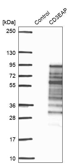 PAF49 Antibody - BSA Free Western Blot: PAF49 Antibody - BSA Free [NBP1-90084]