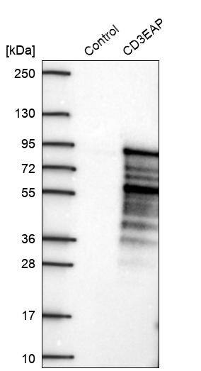 PAF49 Antibody - BSA Free Western Blot: PAF49 Antibody - BSA Free [NBP1-90085]