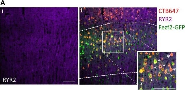 Ryanodine Receptor 2 Antibody - BSA Free