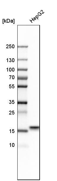 MANF Antibody - BSA Free Western Blot: MANF Antibody - BSA Free [NBP1-90099]