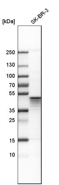 Aurora A Antibody - BSA Free Western Blot: Aurora A Antibody - BSA Free [NBP1-90103]
