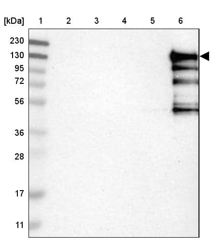 HA-1 Antibody - BSA Free Western Blot: HA-1 Antibody - BSA Free [NBP1-90107]
