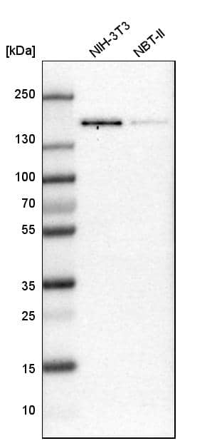 TATA Element Modulatory Factor 1 Antibody - BSA Free Western Blot: TATA Element Modulatory Factor 1 Antibody - BSA Free [NBP1-90117]
