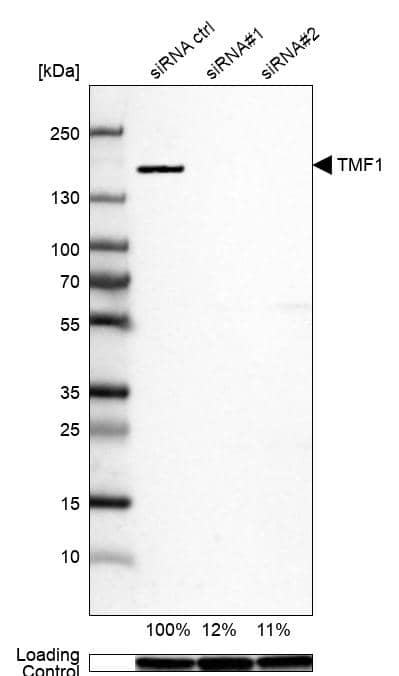 TATA Element Modulatory Factor 1 Antibody - BSA Free Western Blot: TATA Element Modulatory Factor 1 Antibody - BSA Free [NBP1-90117]