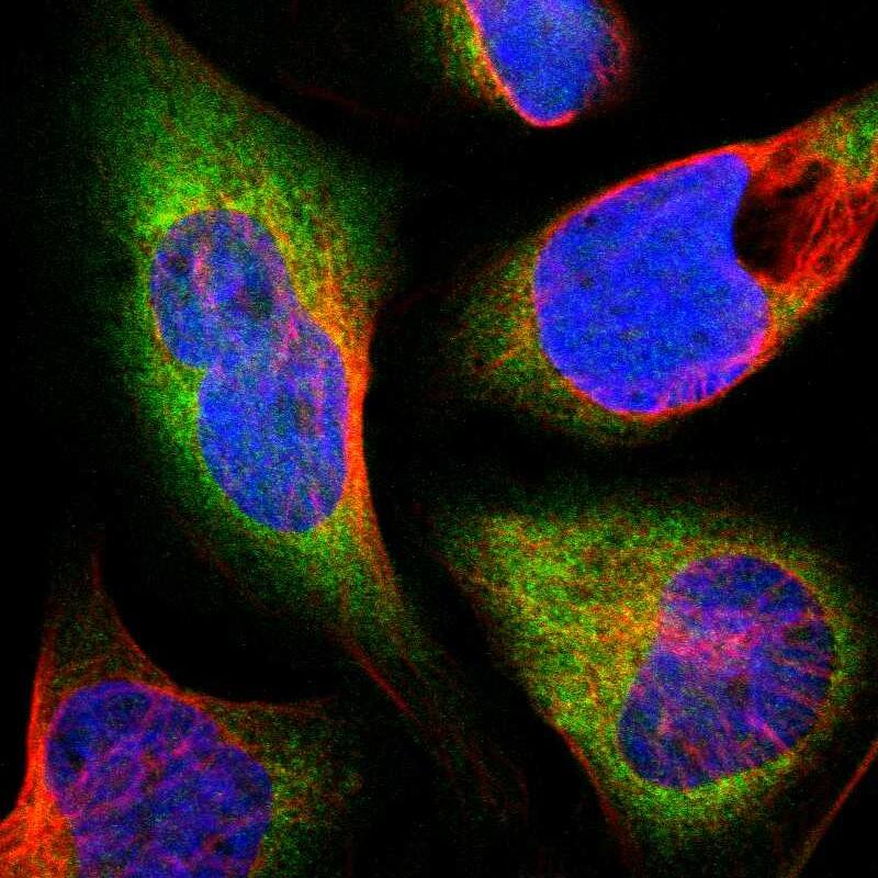 TR alpha/NR1A1/Thyroid Hormone Receptor alpha Antibody - BSA Free Immunocytochemistry/ Immunofluorescence: TR alpha/NR1A1/Thyroid Hormone Receptor alpha Antibody - BSA Free [NBP1-90118]