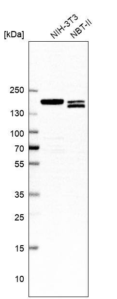 APRIN Antibody - BSA Free Western Blot: APRIN Antibody - BSA Free [NBP1-90122]