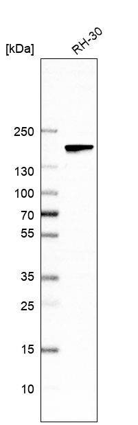 APRIN Antibody - BSA Free Western Blot: APRIN Antibody - BSA Free [NBP1-90122]