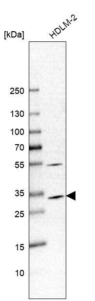 Caspase-3 Antibody - BSA Free Western Blot: Caspase-3 Antibody - BSA Free [NBP1-90125]
