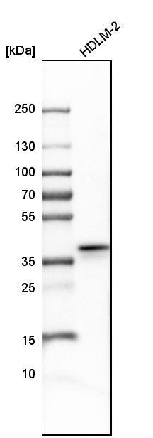 Apolipoprotein L2 Antibody - BSA Free Western Blot: Apolipoprotein L2 Antibody - BSA Free [NBP1-90127]