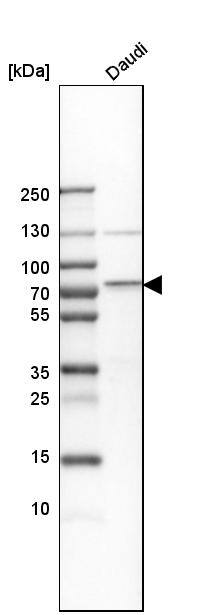 cIAP-2/HIAP-1 Antibody - BSA Free Western Blot: cIAP-2/HIAP-1 Antibody - BSA Free [NBP1-90132]