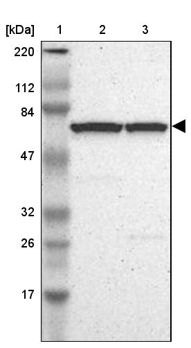 cIAP-1/HIAP-2 Antibody - BSA Free Western Blot: cIAP-1/HIAP-2 Antibody - BSA Free [NBP1-90133]