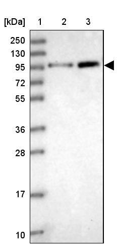 Apc4 Antibody - BSA Free Western Blot: Apc4 Antibody - BSA Free [NBP1-90137]