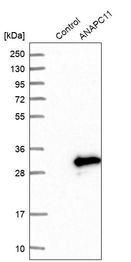 Apc11 Antibody - BSA Free Western Blot: Apc11 Antibody - BSA Free [NBP1-90140]