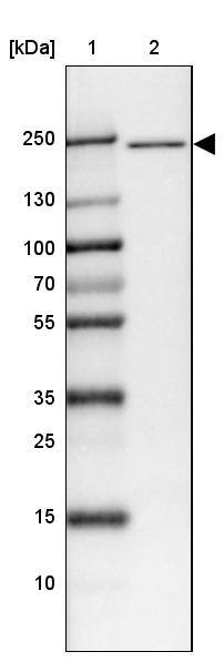 Apc1 Antibody - BSA Free Western Blot: Apc1 Antibody - BSA Free [NBP1-90141]