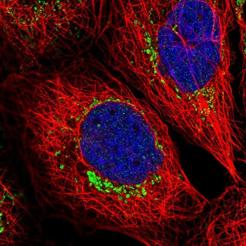 Caspase-9 Antibody - BSA Free Immunocytochemistry/ Immunofluorescence: Caspase-9 Antibody [NBP1-90142]