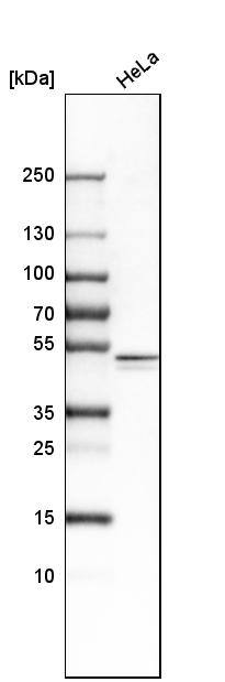 Caspase-9 Antibody - BSA Free Western Blot: Caspase-9 Antibody - BSA Free [NBP1-90142]