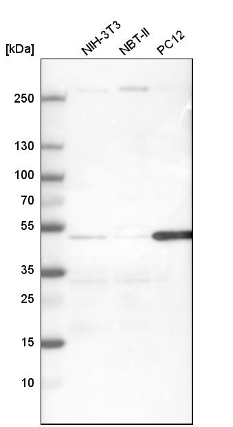 Caspase-9 Antibody - BSA Free Western Blot: Caspase-9 Antibody - BSA Free [NBP1-90142]