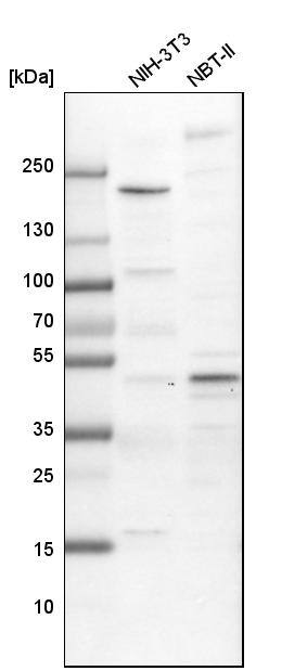 AP2 alpha Antibody - BSA Free Western Blot: AP2 alpha Antibody - BSA Free [NBP1-90143]