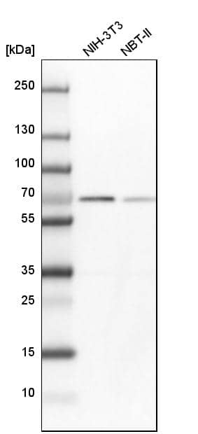 Annexin A6 Antibody - BSA Free Western Blot: Annexin A6 Antibody - BSA Free [NBP1-90149]
