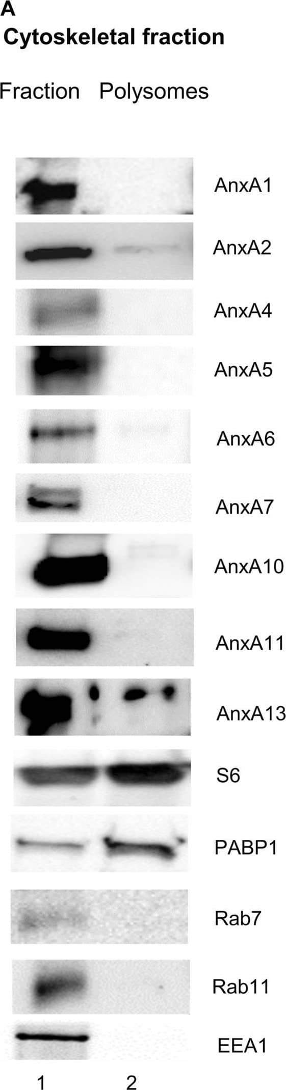 Annexin A6 Antibody - BSA Free