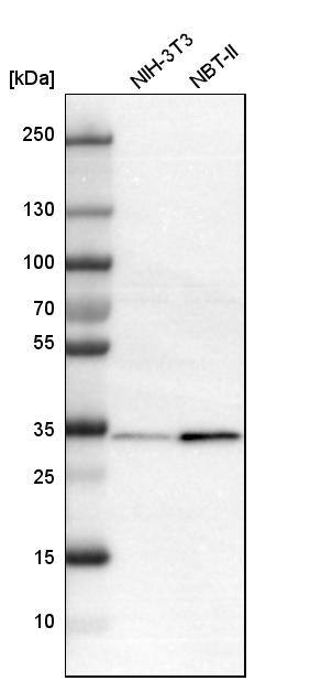 Annexin A4 Antibody - BSA Free Western Blot: Annexin A4 Antibody - BSA Free [NBP1-90151]