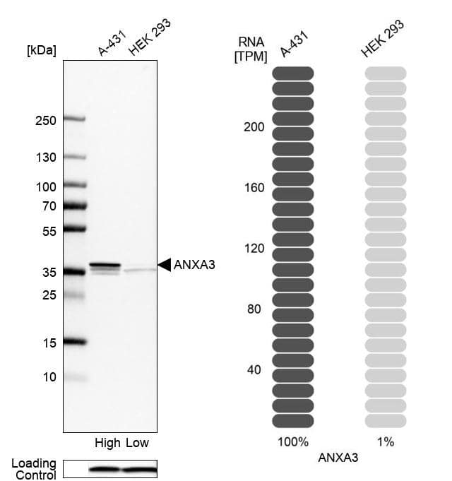 Annexin A3 Antibody - BSA Free Western Blot: Annexin A3 Antibody - BSA Free [NBP1-90154]